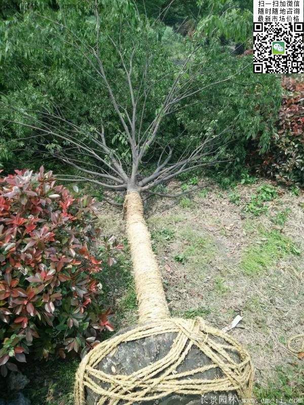 沭陽大櫸樹 沭陽大櫸樹