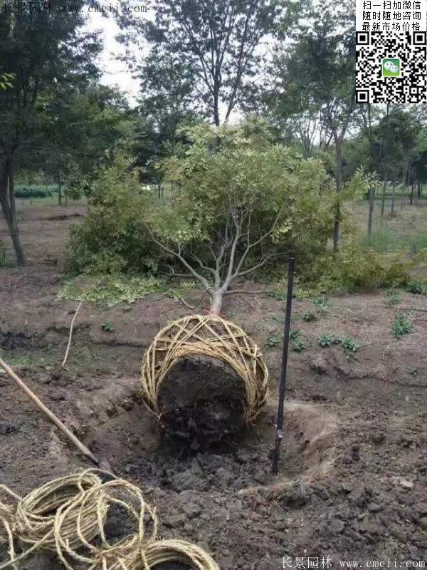 沭陽大櫸樹 沭陽大櫸樹