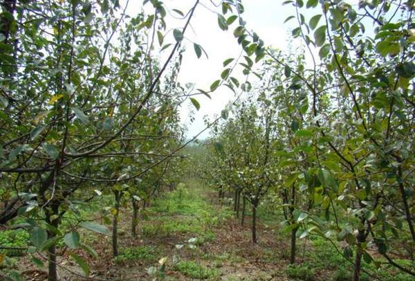 木瓜產地 木瓜產地