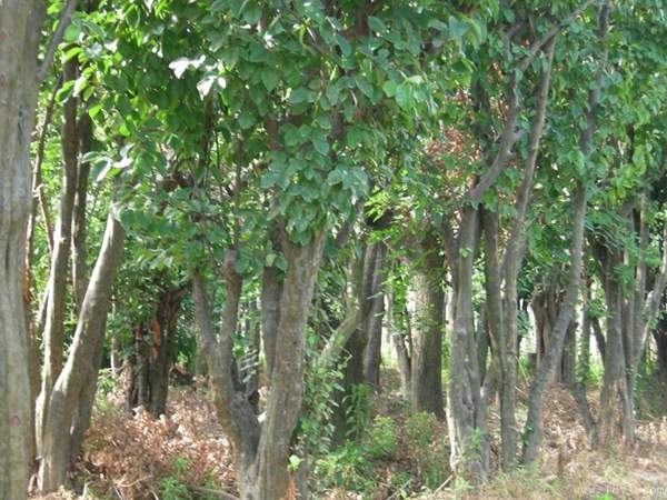 木瓜樹(shù)品種