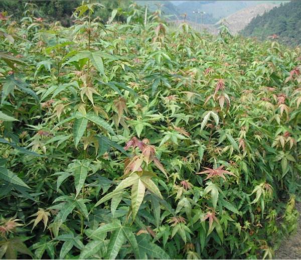 沭陽(yáng)青楓樹(shù)