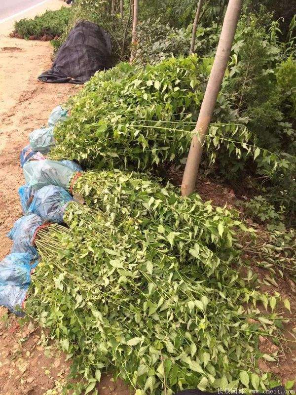 江蘇棣棠花價格