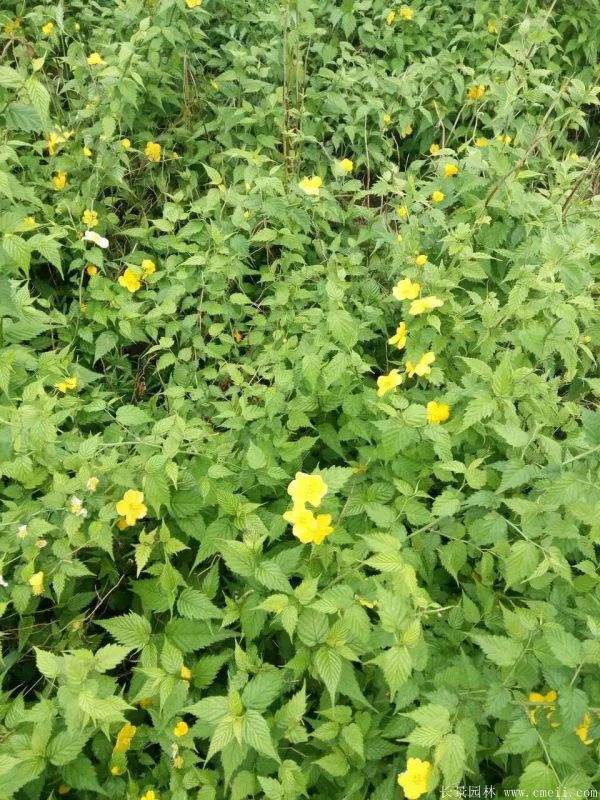 2016沭陽的棣棠價格