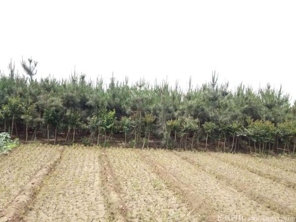 沭陽黑松基地 沭陽黑松基地