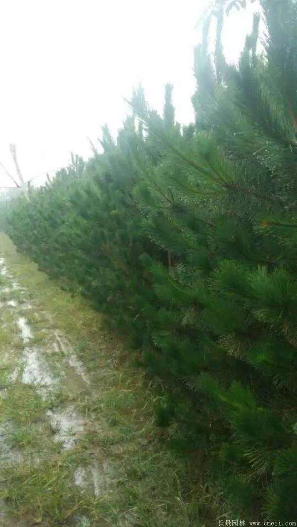 沭陽黑松的價格 沭陽黑松的價格