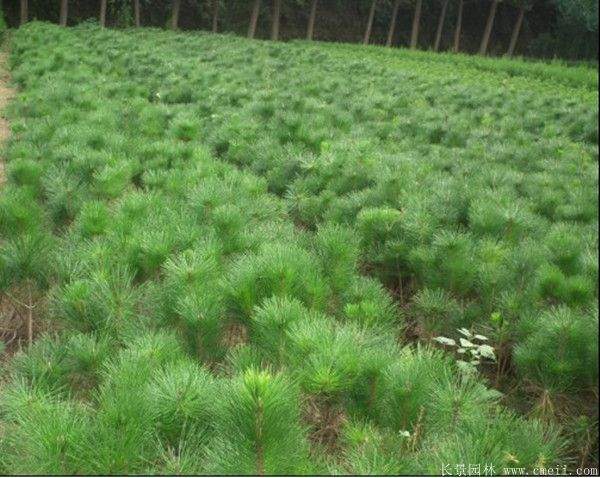 2016沭陽黑松樹的規格