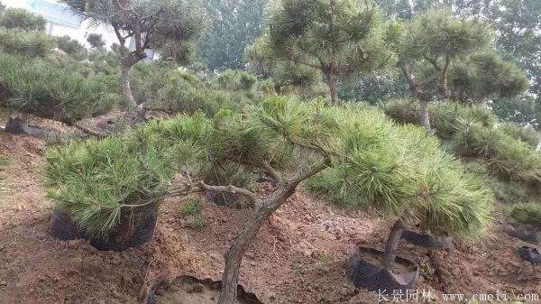 沭陽(yáng)黑松造型 沭陽(yáng)黑松造型