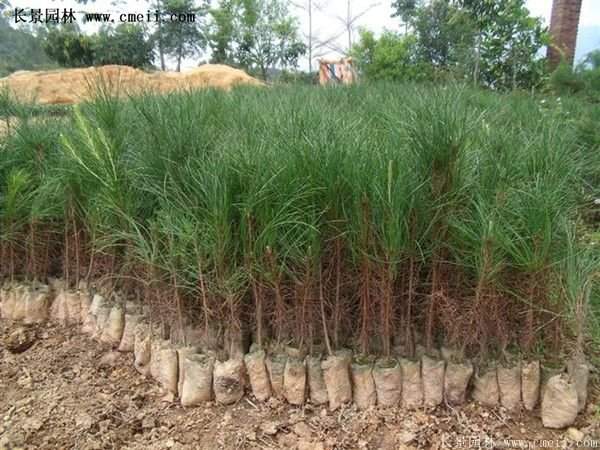 沭陽黑松苗、黑松樹