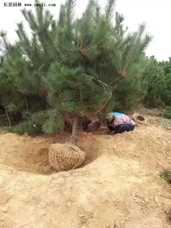 沭陽黑松苗、黑松樹