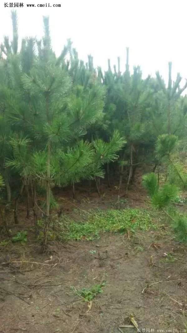 沭陽黑松苗、黑松樹