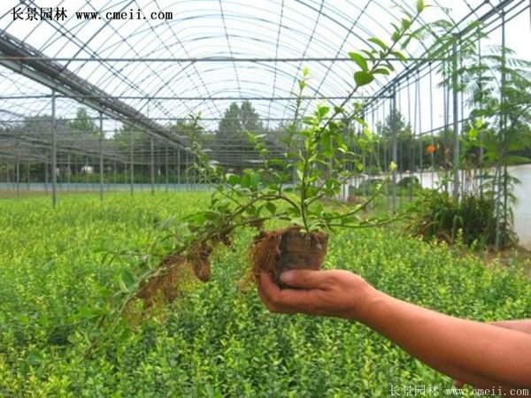 沭陽扶芳藤 沭陽扶芳藤