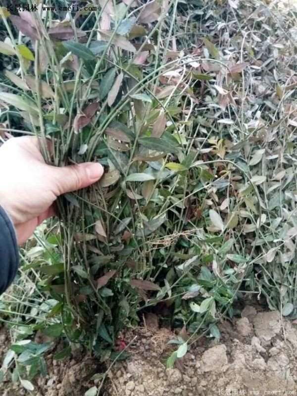 沭陽扶芳藤價格