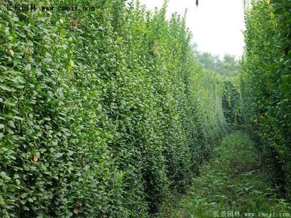 扶芳藤綠化 扶芳藤綠化