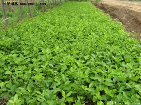 扶芳藤綠化 扶芳藤綠化