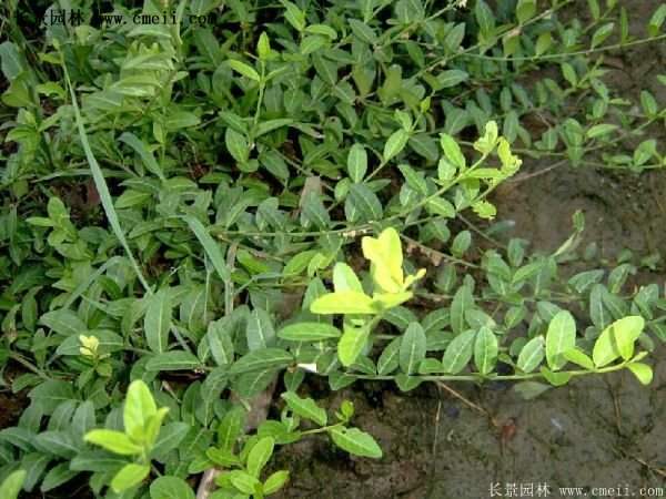 扶芳藤綠化 扶芳藤綠化