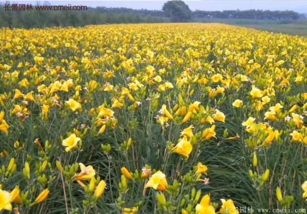 耐熱耐寒，花期超長的金娃娃萱草