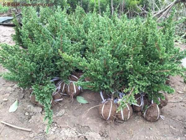 沭陽(yáng)地柏的規(guī)格