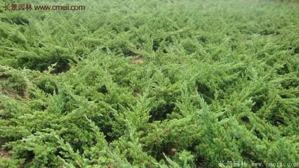 沭陽的地柏基地