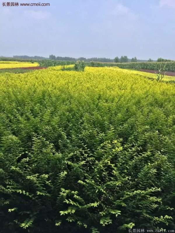 金葉女貞市場價格