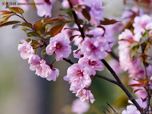 紫葉李批發(fā)基地，