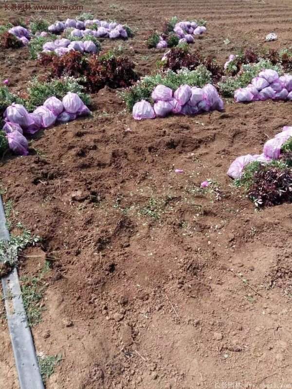 沭陽紅葉小檗苗