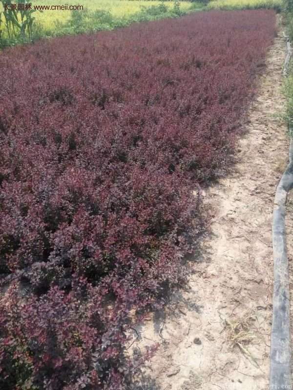 沭陽紅葉小檗價(jià)格