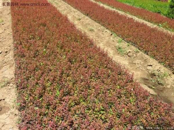 沭陽紅葉小檗價(jià)格