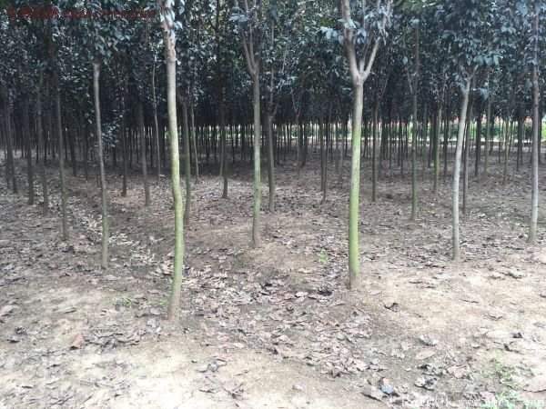 紫葉李樹(shù)苗基地