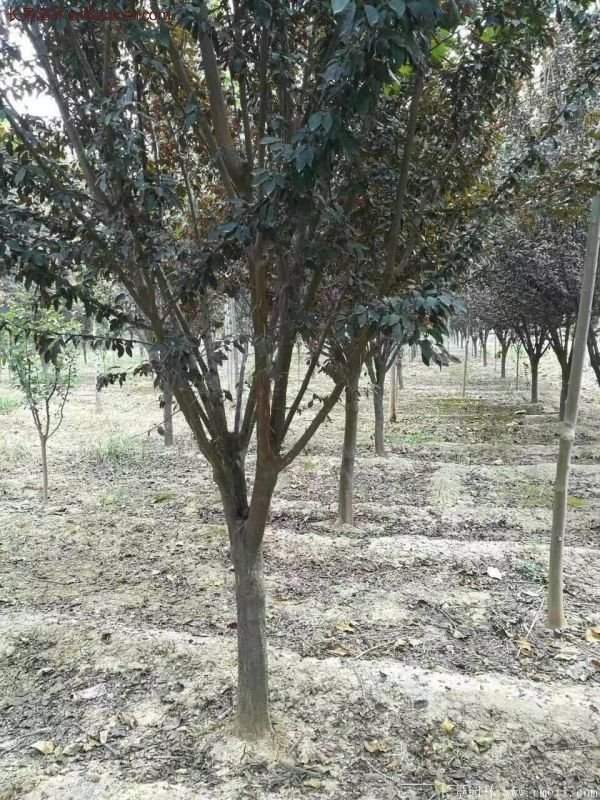 紫葉李樹(shù)苗基地