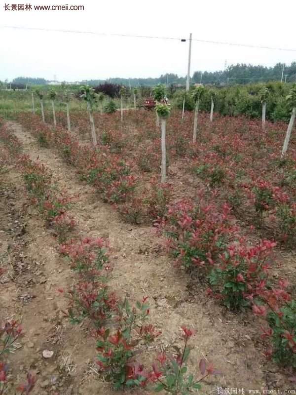 沭陽紅葉石楠基地 沭陽紅葉石楠基地