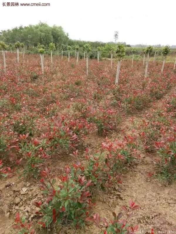 沭陽紅葉石楠基地 沭陽紅葉石楠基地
