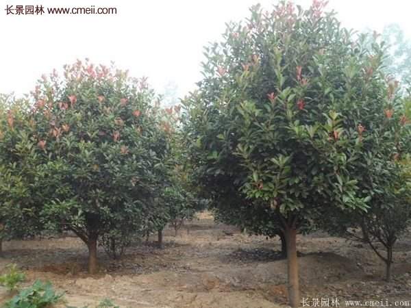 沭陽基地紅葉石楠各種規格的價格表