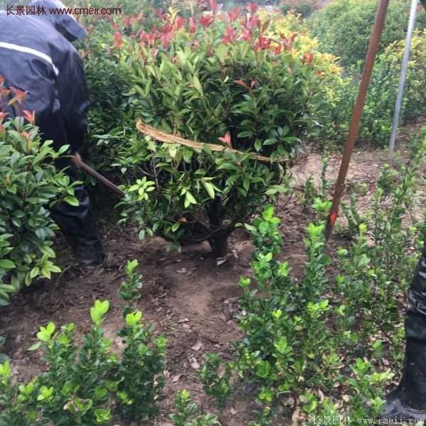 沭陽紅葉石楠的規格