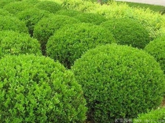 小葉黃楊球/瓜子黃楊球