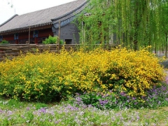 <font color='#FFFF00'>產地直銷的棣棠球多少錢一棵？</font>