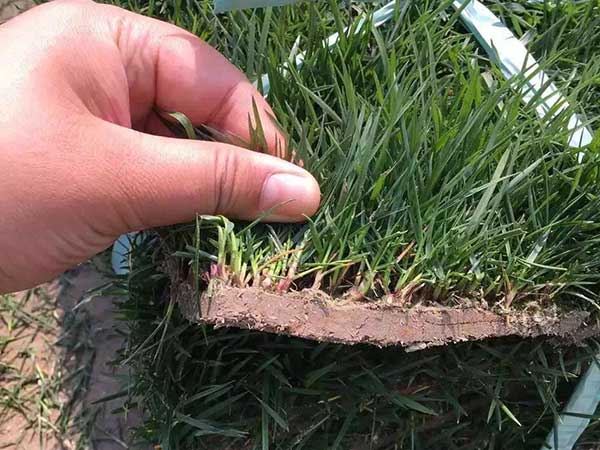 紫羊茅草坪圖片 紫羊茅草坪圖片