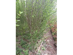 木槿價錢哪里最便宜，就來華東大型產(chǎn)地