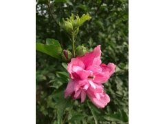 供應4公分木槿，數(shù)量有30萬棵