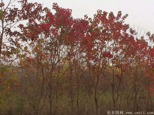 紅烏桕圖片紅烏桕基地實(shí)拍 紅烏桕圖片紅烏桕基地實(shí)拍