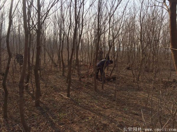 紅烏桕圖片紅烏桕基地實(shí)拍 紅烏桕圖片紅烏桕基地實(shí)拍