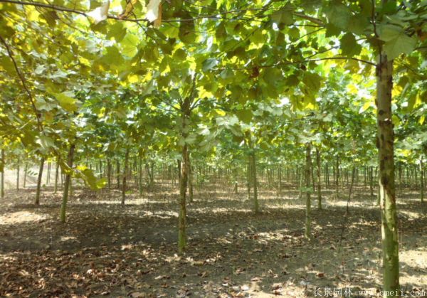 梧桐樹圖片梧桐樹苗木基地實(shí)拍 梧桐樹圖片梧桐樹苗木基地實(shí)拍