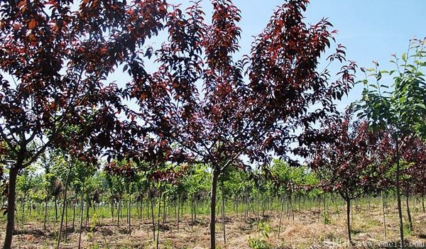 紅葉碧桃圖片紅葉碧桃基地實拍 紅葉碧桃圖片紅葉碧桃基地實拍