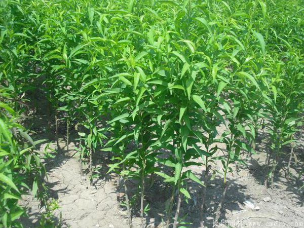 桃樹(shù)圖片桃樹(shù)基地實(shí)拍 桃樹(shù)圖片桃樹(shù)基地實(shí)拍