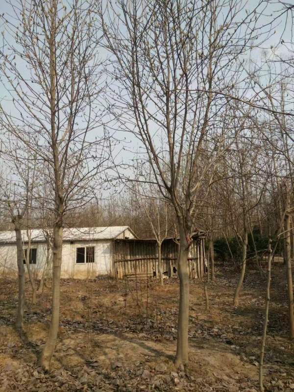 白玉蘭圖片白玉蘭基地實拍 白玉蘭圖片白玉蘭基地實拍