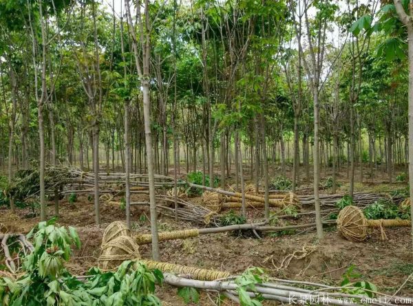 七葉樹(shù)圖片七葉樹(shù)基地實(shí)拍