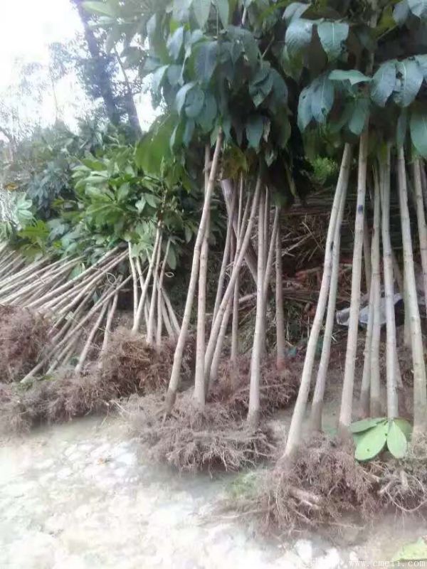 七葉樹(shù)圖片七葉樹(shù)基地實(shí)拍