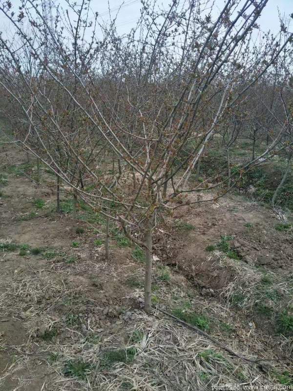 垂絲海棠圖片基地實拍 垂絲海棠圖片基地實拍