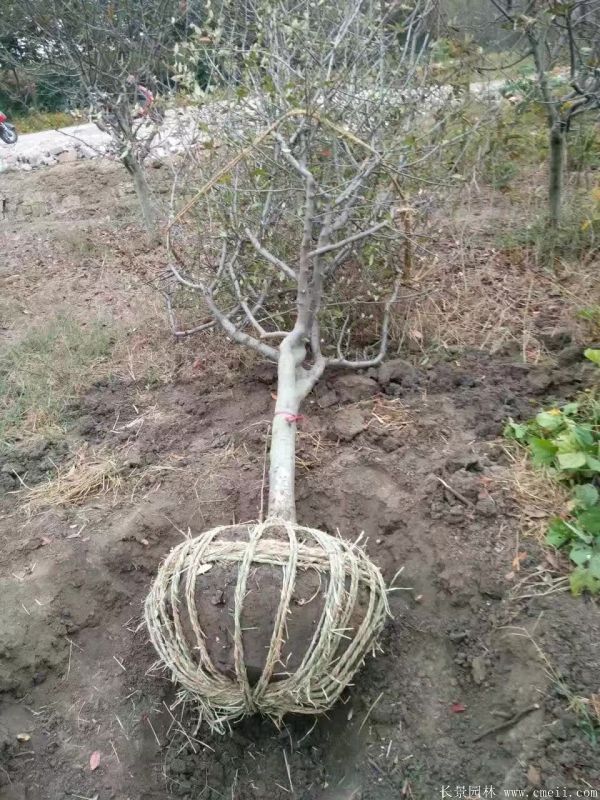垂絲海棠圖片基地實拍 垂絲海棠圖片基地實拍