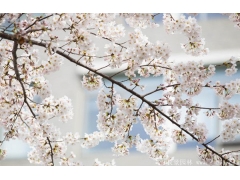 櫻花樹苗哪里有賣？麻煩推薦一家大型，有誠信