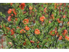 日本貼梗海棠多少錢？